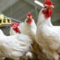 20230228 201055 min 1 85x85 - Harga Ayam Diprediksi Turun Dalam Beberapa Hari Mendatang